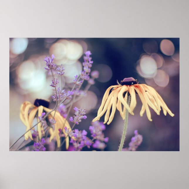 Beautiful Elegant Dreamy Coneflowers Lavender Poster (Front)