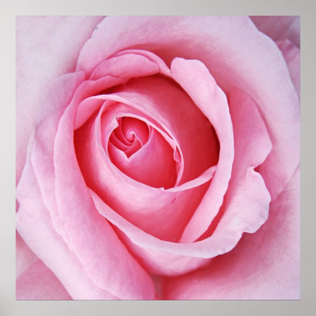 Beautiful Elegant Pink Rose Flower Macro Poster (Front)