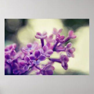 Beautiful Elegant Purple Lilac Flowers Poster