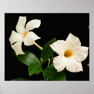 Beautiful elegant two white flowers  poster