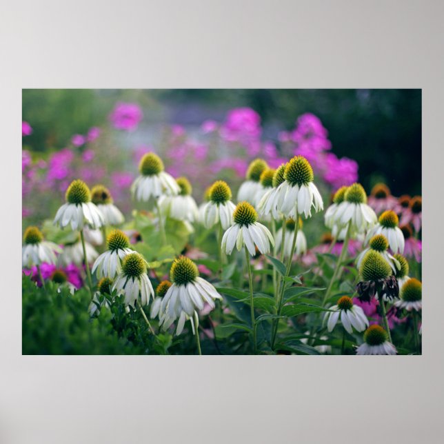 Beautiful Elegant White Coneflowers Poster (Front)