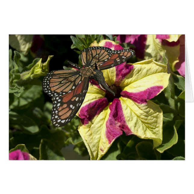 Beautiful Elephant Butterfly Cards (Front Horizontal)