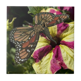 Beautiful Elephant Butterfly Tile