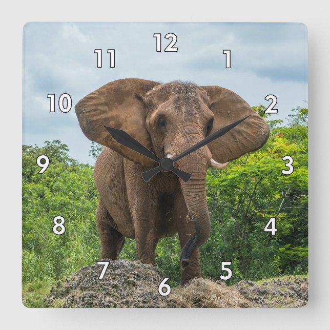 Beautiful Elephant Playing in the Grass Square Wall Clock (Front)