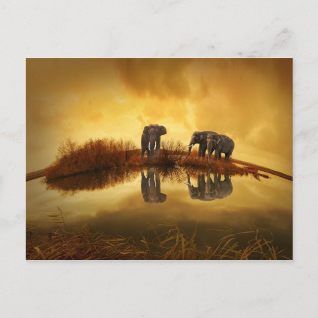 beautiful elephant Thailand sunset Postcard (Front)
