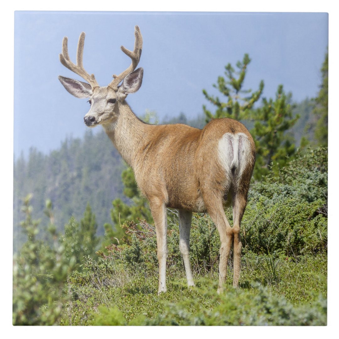 Beautiful elk nature scenery tile | Zazzle