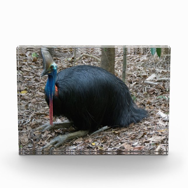 Beautiful Endangered Rare Cassowary Bird Australia Photo Block (Front)