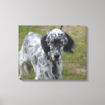 Beautiful English Setter Dog Canvas Print