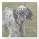 Beautiful English Setter Dog Stone Coaster