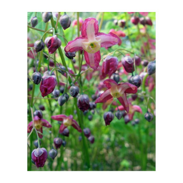 Beautiful Epimedium (Fairy Wings) Flower Photo Acrylic Print (Front)