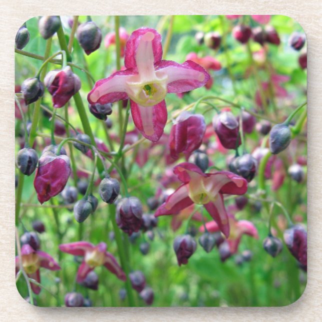 Beautiful Epimedium Flowers and Buds Spring Photo Drink Coaster (Front)