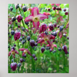Beautiful Epimedium Flowers and Buds Spring Photo Poster