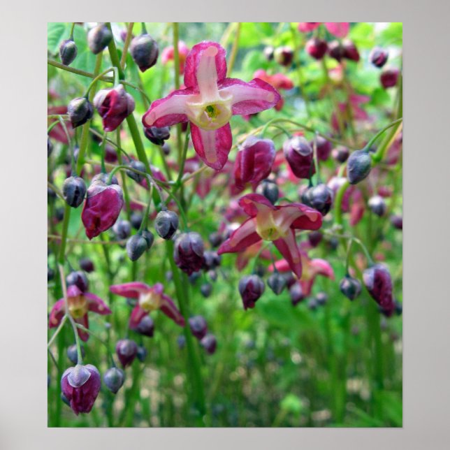 Beautiful Epimedium Flowers and Buds Spring Photo Poster (Front)