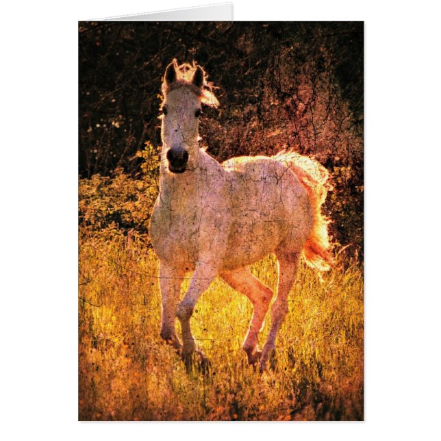 Beautiful Equine Cards (Front)