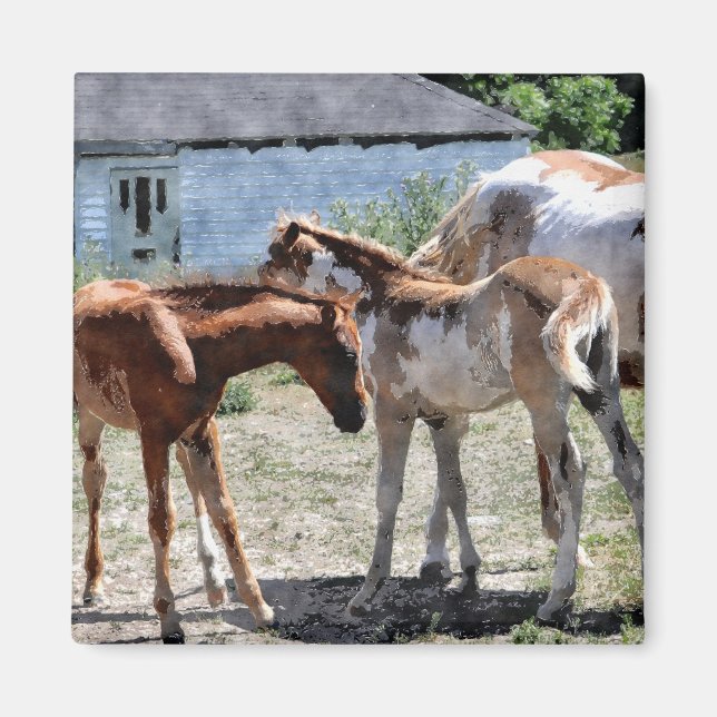 Beautiful Equines Horse-lover's Gift Magnet (Front)