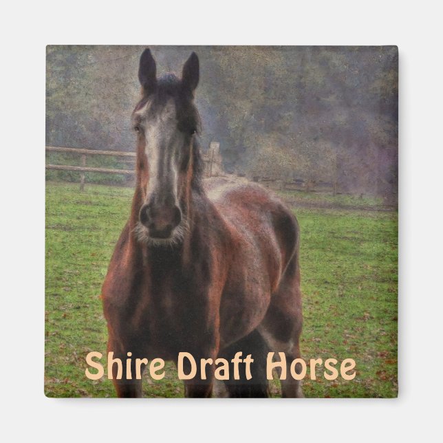 Beautiful Equines Horse-lover's Gift Magnet (Front)