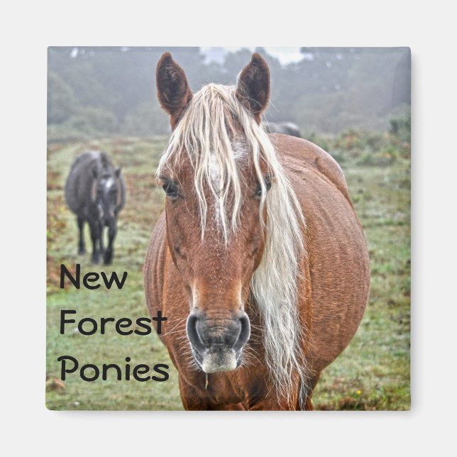 Beautiful Equines Horse-lover's Gift Magnet (Front)