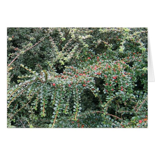 Beautiful Evergreen Cards (Front Horizontal)