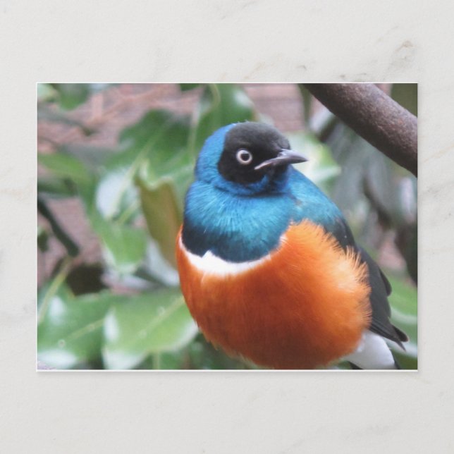 Beautiful Exotic Bird Perched Postcard (Front)