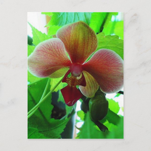 Beautiful Exotic Orchid Photograph Postcard (Front)
