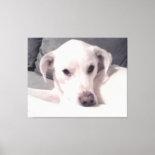 Beautiful Exquisite Photo of White Dog Gray Canvas