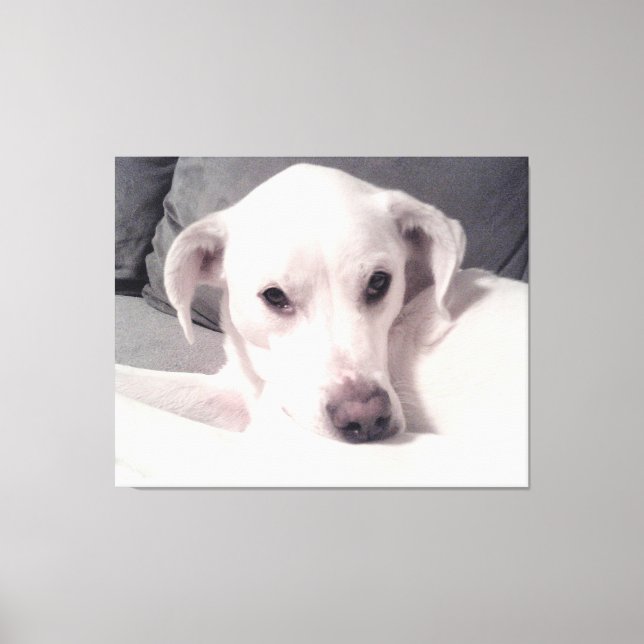 Beautiful Exquisite Photo of White Dog Gray Canvas Print (Front)