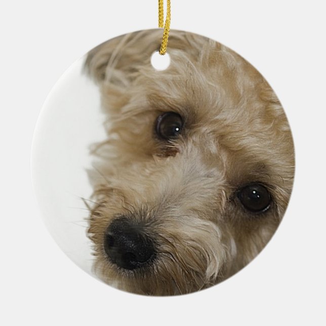 Beautiful Eyes of a Yorkie Poo Puppy Ceramic Ornament (Front)