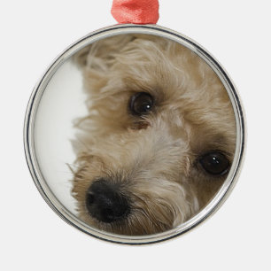 Beautiful Eyes of a Yorkie Poo Puppy Metal Ornament