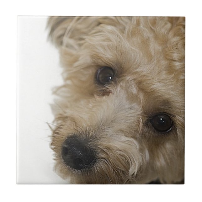 Beautiful Eyes of a Yorkie Poo Puppy Tile (Front)