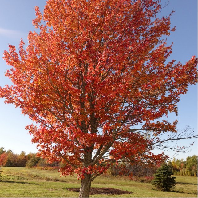 Beautiful Fall  Maple Tree in Red Leaves Cutout (Front)