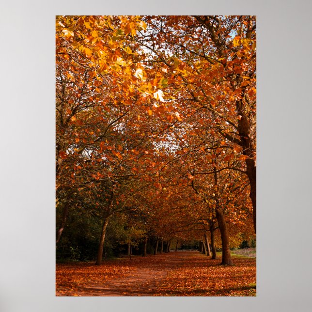Beautiful Fall trees Poster (Front)