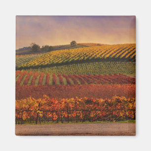 Beautiful Fall Vineyard Fine Art Magnet