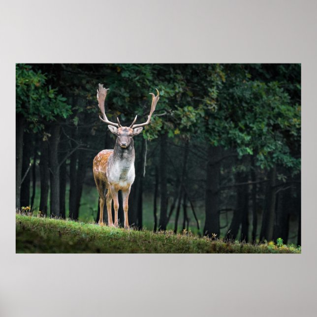 Beautiful Fallow Deer Nature Scenery Poster (Front)