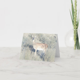 Beautiful Fawn - Blank Greeting Card