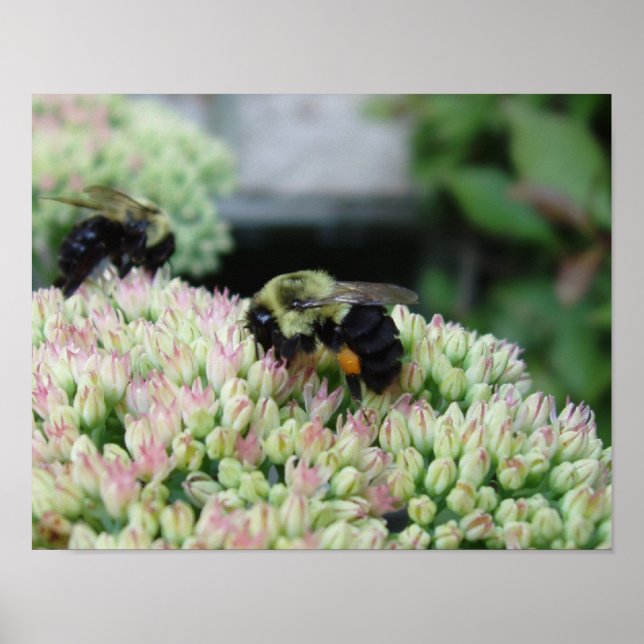 Beautiful Feeding Bee Poster (Front)