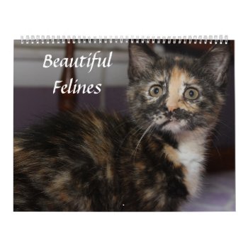 Beautiful Felines  Calendar by JLBIMAGES at Zazzle
