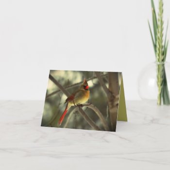 Beautiful Female Cardinal Bird Card by Vanillaextinctions at Zazzle