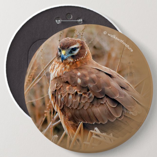 Beautiful Female Northern Harrier in the Marsh Button (Front & Back)