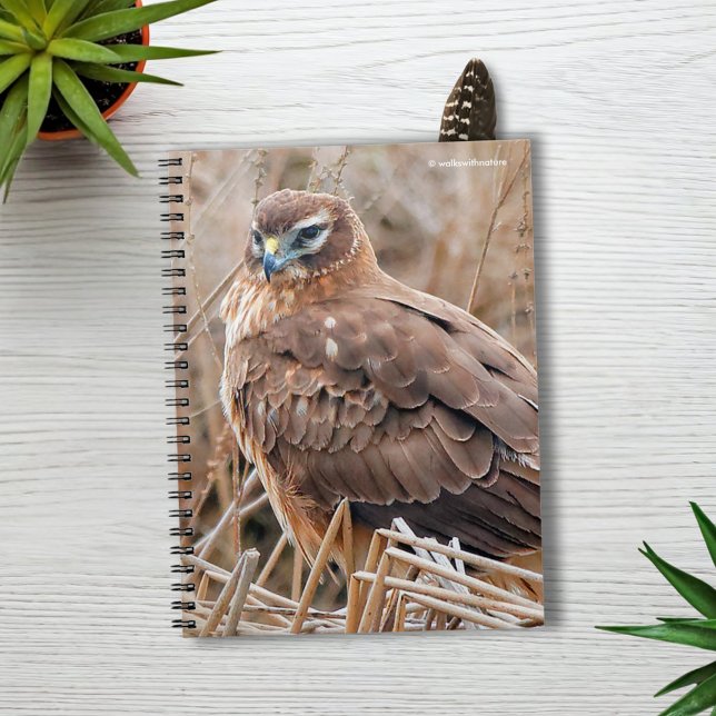 Beautiful Female Northern Harrier in the Marsh Notebook (Beautiful Female Northern Harrier in the Marsh Journal Cover Photo)