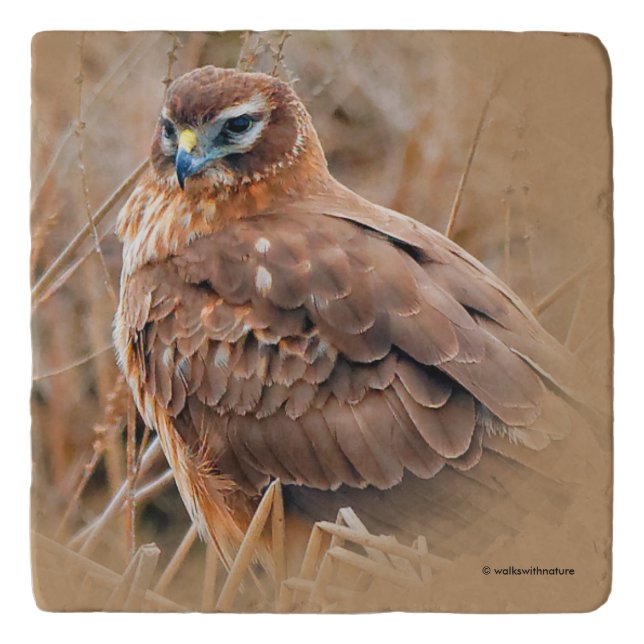 Beautiful Female Northern Harrier in the Marsh Trivet (Front)