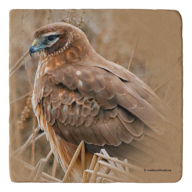 Beautiful Female Northern Harrier in the Marsh Trivet (Front)
