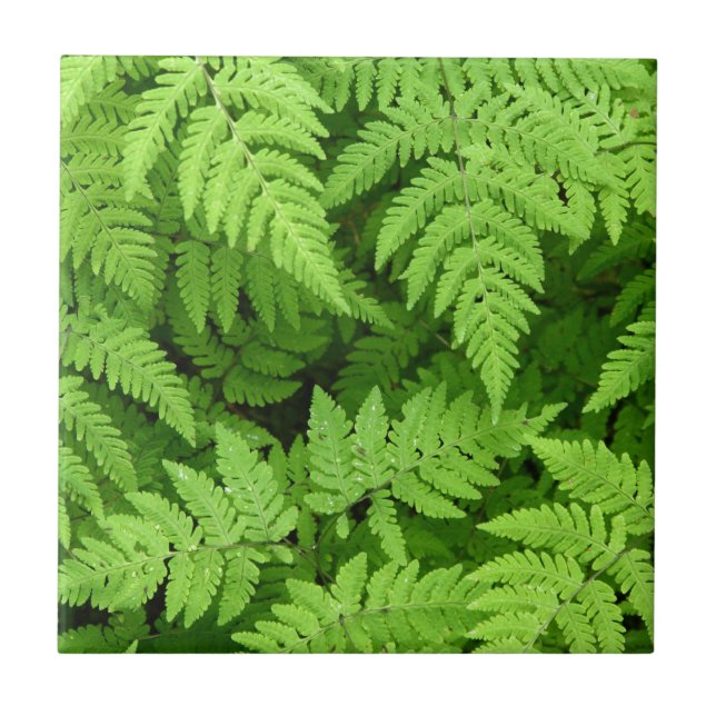 Beautiful fern leaves tile (Front)