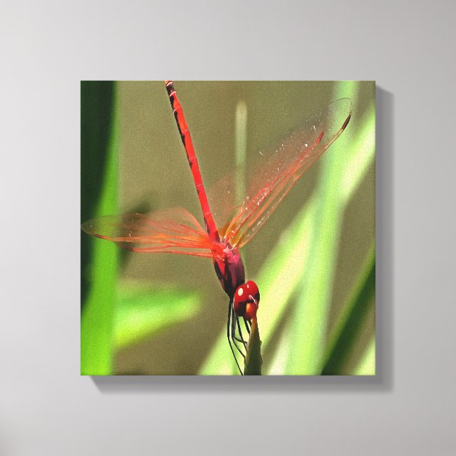 Beautiful Firecracker Dragonfly Acrylic Painting Canvas Print (Front)