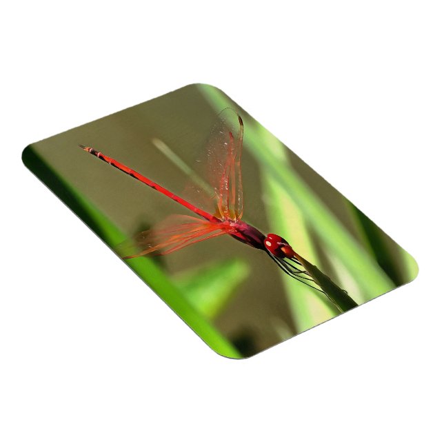 Beautiful Firecracker Dragonfly Acrylic Painting Magnet (Right Side)