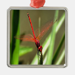 Beautiful Firecracker Dragonfly Acrylic Painting Metal Ornament