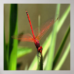 Beautiful Firecracker Dragonfly Acrylic Painting Poster