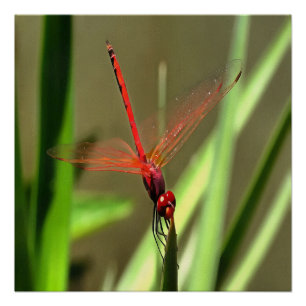 Beautiful Firecracker Dragonfly Acrylic Painting Poster