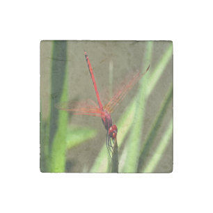 Beautiful Firecracker Dragonfly Acrylic Painting Stone Magnet