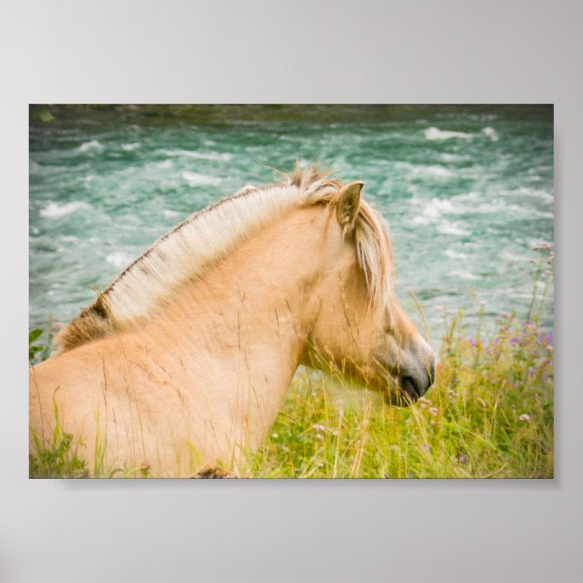 Beautiful Fjord Horse 7" x 5"  Archival Poster (Front)