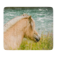 Beautiful Fjord Horse